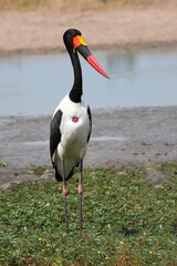 Sattelstorch / Saddle-billed stork / Ephippiorhynchus senegalensis