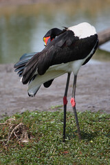 Sattelstorch / Saddle-billed stork / Ephippiorhynchus senegalensis