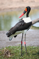 Sattelstorch / Saddle-billed stork / Ephippiorhynchus senegalensis