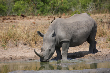 Obraz premium Breitmaulnashorn und Rotschnabel-Madenhacker / Square-lipped rhinoceros and Red-billed oxpecker / Ceratotherium simum et Buphagus erythrorhynchus.