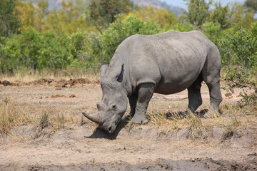 Breitmaulnashorn / Square-lipped rhinoceros / Ceratotherium simum