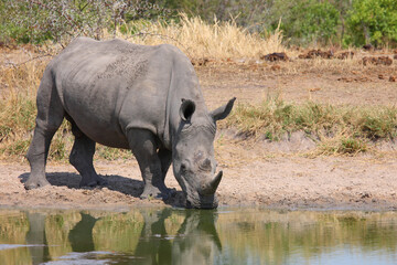 Fototapeta premium Breitmaulnashorn / Square-lipped rhinoceros / Ceratotherium simum