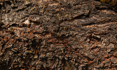 bark of a tree