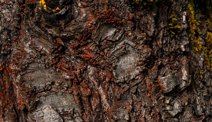 bark of a tree