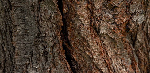 bark of a tree