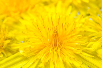 Bright beautiful background of yellow dandelions flowers