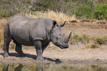 Obraz premium Breitmaulnashorn und Rotschnabel-Madenhacker / Square-lipped rhinoceros and Red-billed oxpecker / Ceratotherium simum et Buphagus erythrorhynchus