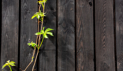 old wooden planks