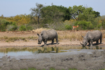 Breitmaulnashorn und Rotschnabel-Madenhacker / Square-lipped rhinoceros and Red-billed oxpecker /...