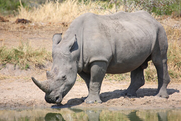 Obraz premium Breitmaulnashorn / Square-lipped rhinoceros / Ceratotherium simum
