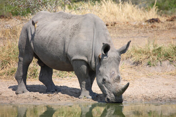 Breitmaulnashorn und Rotschnabel-Madenhacker / Square-lipped rhinoceros and Red-billed oxpecker /...