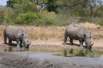 Breitmaulnashorn und Rotschnabel-Madenhacker / Square-lipped rhinoceros and Red-billed oxpecker / Ceratotherium simum et Buphagus erythrorhynchus