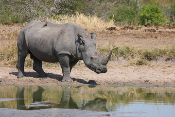 Fototapeta premium Breitmaulnashorn und Rotschnabel-Madenhacker / Square-lipped rhinoceros and Red-billed oxpecker / Ceratotherium simum et Buphagus erythrorhynchus