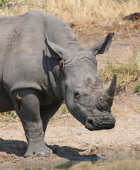 Breitmaulnashorn und Rotschnabel-Madenhacker / Square-lipped rhinoceros and Red-billed oxpecker /...