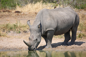 Breitmaulnashorn und Rotschnabel-Madenhacker / Square-lipped rhinoceros and Red-billed oxpecker / Ceratotherium simum et Buphagus erythrorhynchus