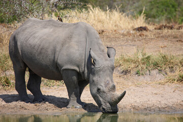 Obraz premium Breitmaulnashorn und Rotschnabel-Madenhacker / Square-lipped rhinoceros and Red-billed oxpecker / Ceratotherium simum et Buphagus erythrorhynchus