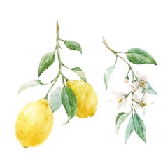 Beautiful image with hand drawn watercolor yellow lemons and flowers. Stock clip art illustration.