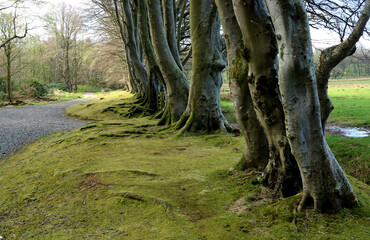Tree Lined Country Lane with Moss and Tree Trunks