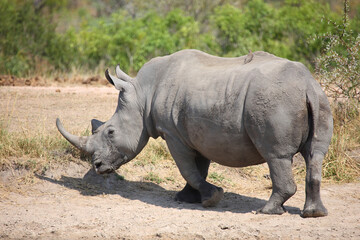 Fototapeta premium Breitmaulnashorn / Square-lipped rhinoceros / Ceratotherium simum
