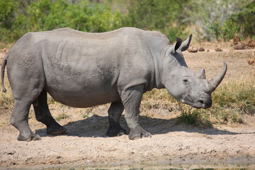 Obraz premium Breitmaulnashorn / Square-lipped rhinoceros / Ceratotherium simum