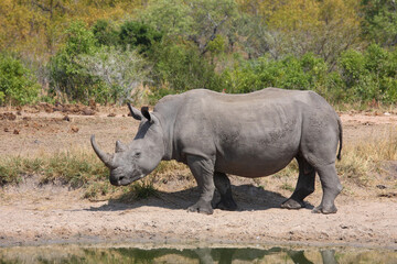 Breitmaulnashorn / Square-lipped rhinoceros / Ceratotherium simum