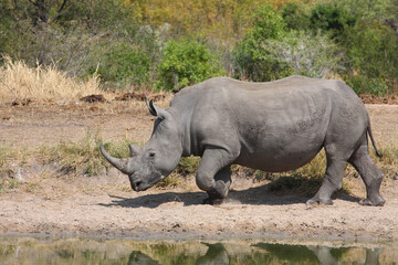 Breitmaulnashorn und Rotschnabel-Madenhacker / Square-lipped rhinoceros and Red-billed oxpecker /...
