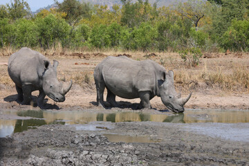 Fototapeta premium Breitmaulnashorn / Square-lipped rhinoceros / Ceratotherium simum