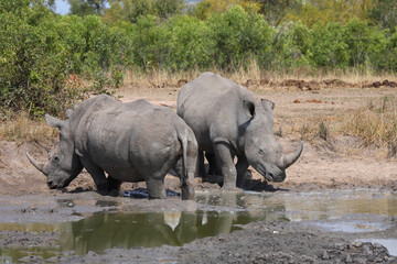 Obraz premium Breitmaulnashorn / Square-lipped rhinoceros / Ceratotherium simum
