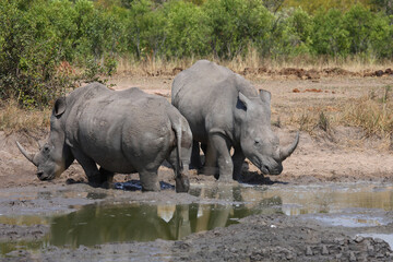 Obraz premium Breitmaulnashorn / Square-lipped rhinoceros / Ceratotherium simum