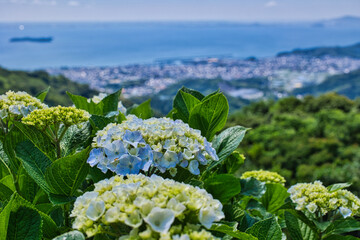 山頂に咲くきれいな紫陽花と海辺の街並み