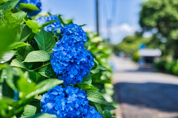 晴れた日のきれいな青色の紫陽花