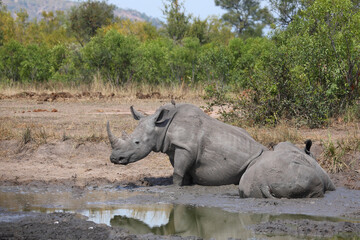 Breitmaulnashorn und Rotschnabel-Madenhacker / Square-lipped rhinoceros and Red-billed oxpecker /...
