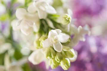 Macro image of spring soft violet lilac flowers, natural seasonal floral background.	