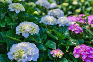 色とりどりに咲く紫陽花