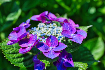 きれいな紫色の紫陽花のクローズアップ