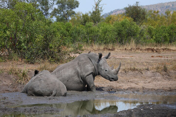 Breitmaulnashorn und Rotschnabel-Madenhacker / Square-lipped rhinoceros and Red-billed oxpecker /...