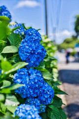 晴れた日のきれいな青色の紫陽花