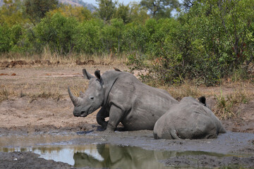 Breitmaulnashorn und Rotschnabel-Madenhacker / Square-lipped rhinoceros and Red-billed oxpecker /...