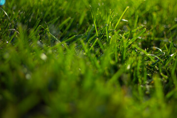 closeup grass and popping bubbles