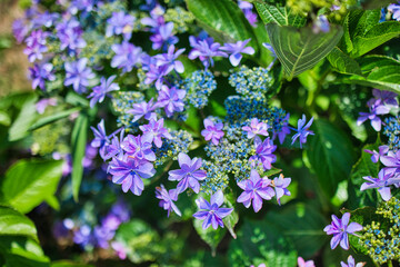 きれいな紫色の紫陽花のクローズアップ