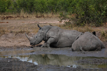Fototapeta premium Breitmaulnashorn und Rotschnabel-Madenhacker / Square-lipped rhinoceros and Red-billed oxpecker / Ceratotherium simum et Buphagus erythrorhynchus