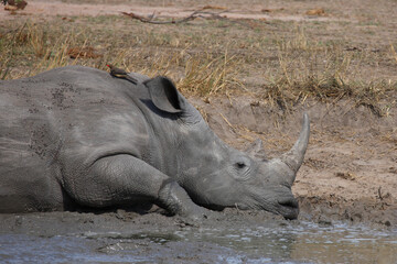 Breitmaulnashorn und Rotschnabel-Madenhacker / Square-lipped rhinoceros and Red-billed oxpecker /...