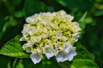きれいな白色の紫陽花のクローズアップ