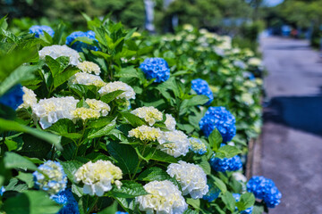 色とりどりに咲く紫陽花