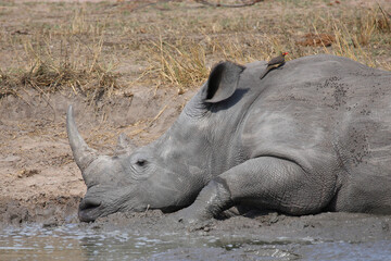 Obraz premium Nosorożec biały i dzięcioł czerwonodzioby / Nosorożec kwadratowy i wół czerwonodzioby / Ceratotherium simum et Buphagus erythrorhynchus