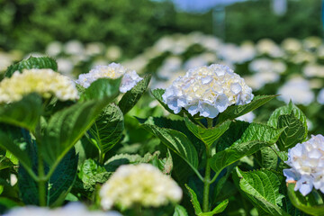 晴れた日のきれいな白色の紫陽花
