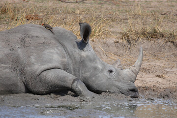 Breitmaulnashorn und Rotschnabel-Madenhacker / Square-lipped rhinoceros and Red-billed oxpecker /...