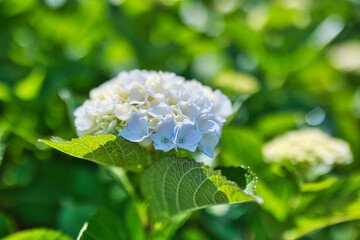 晴れた日のきれいな白色の紫陽花のクローズアップ