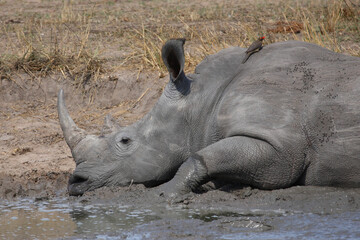 Breitmaulnashorn und Rotschnabel-Madenhacker / Square-lipped rhinoceros and Red-billed oxpecker /...