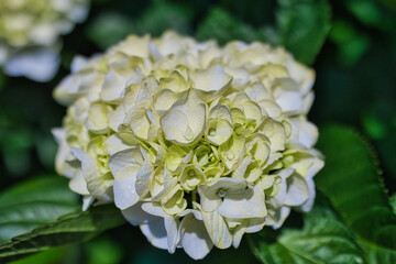 きれいな白色の紫陽花のクローズアップ